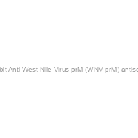 Rabbit Anti-West Nile Virus prM (WNV-prM) antiserum